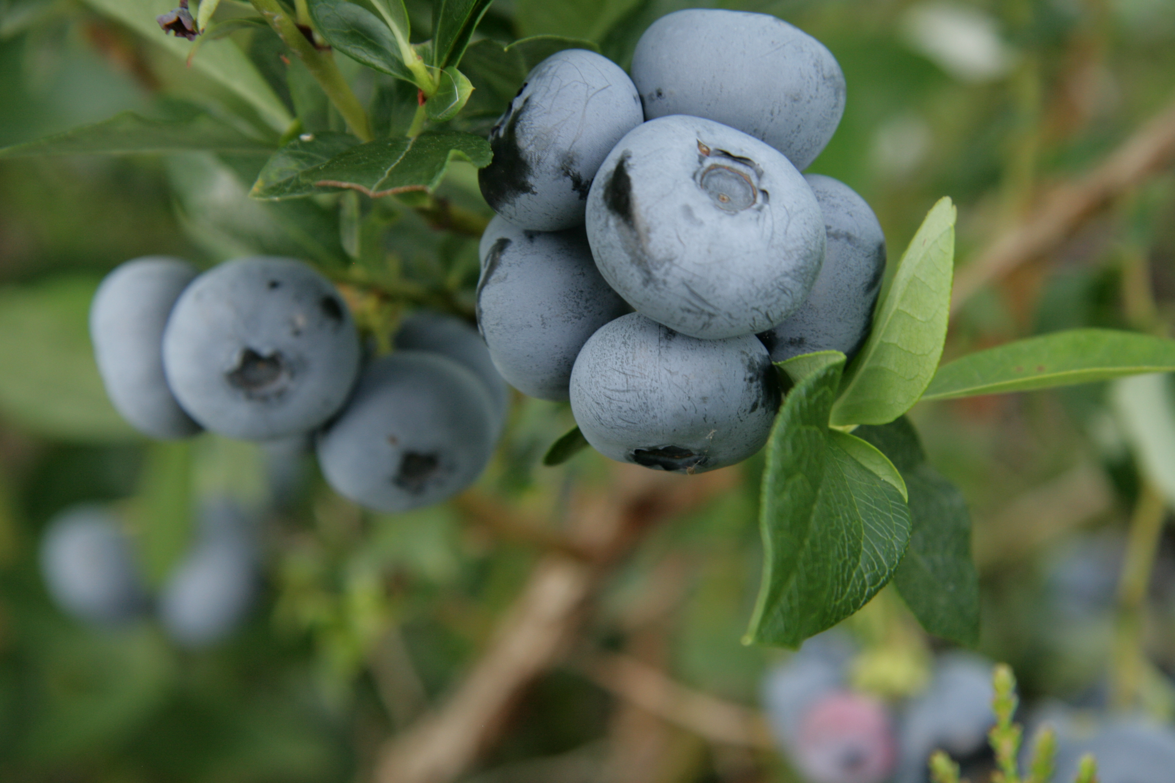 Variberry Very Berry