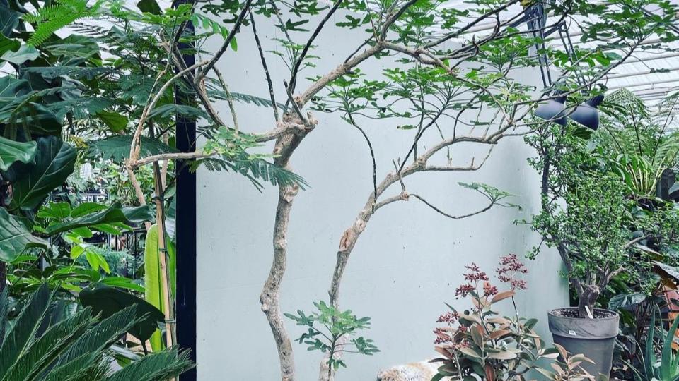 Unika planter til hoteller og restauranter