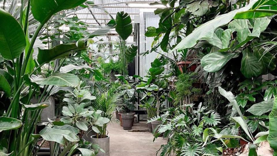 Håndplukkede planter fra hele verden til indretning og design