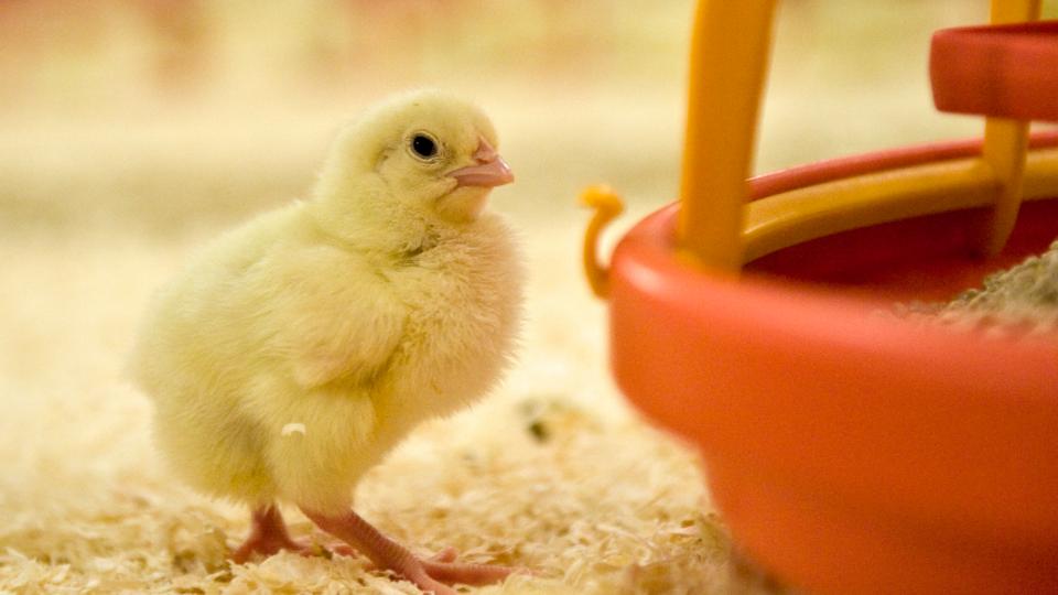 Kyllingebranchen går sammen om nyt værktøj til måling af danske kyllingers klimaaftryk